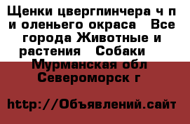 Щенки цвергпинчера ч/п и оленьего окраса - Все города Животные и растения » Собаки   . Мурманская обл.,Североморск г.